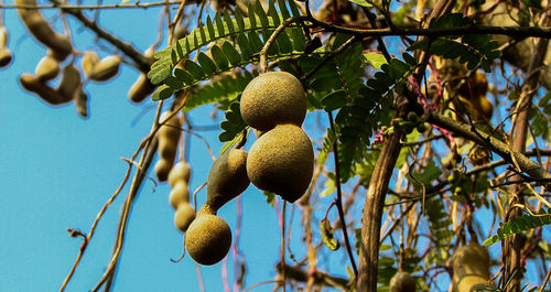 Low angle view of fruits hanging on tree