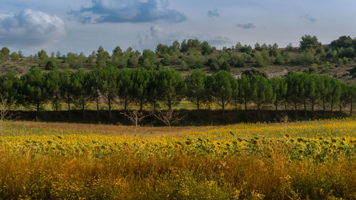 Scenic view of field against sky