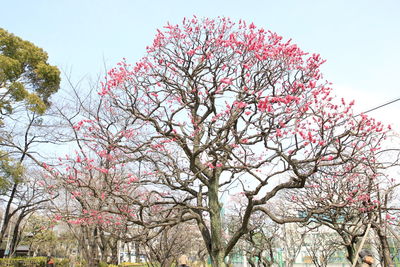 Low angle view of blooming tree against sky