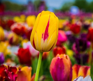 Close-up of yellow tulip