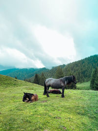 View of a horse on field