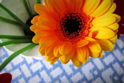 Close-up of yellow daisy flower