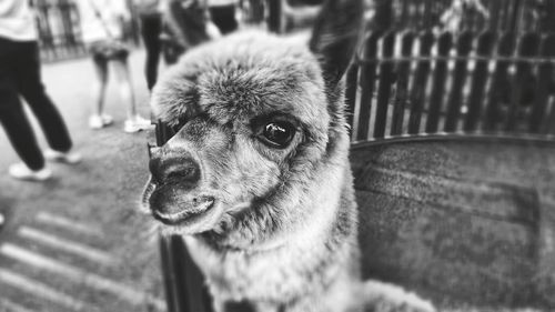 Close-up portrait of dog looking away