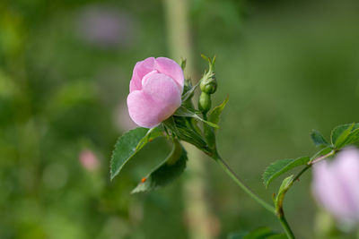 Close-up of pink flowering plant