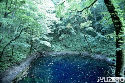 View of trees in forest