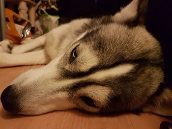 Close-up of dog sleeping