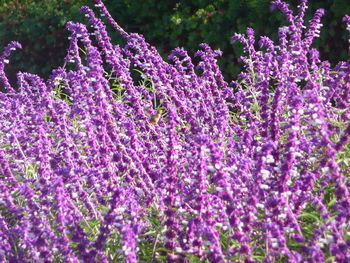 Close-up of purple lavender flowers on field with bird