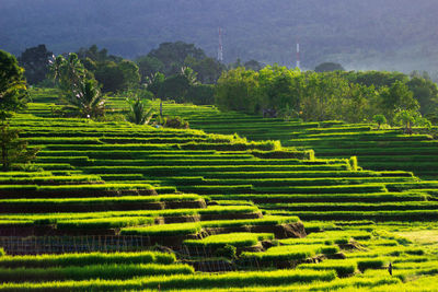 Morning panorama on the green rice terraces, morning mist in the hills