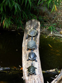 Close-up of lizard on wood against lake
