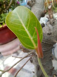 Close-up of fresh green leaf