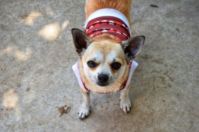 Portrait of dog