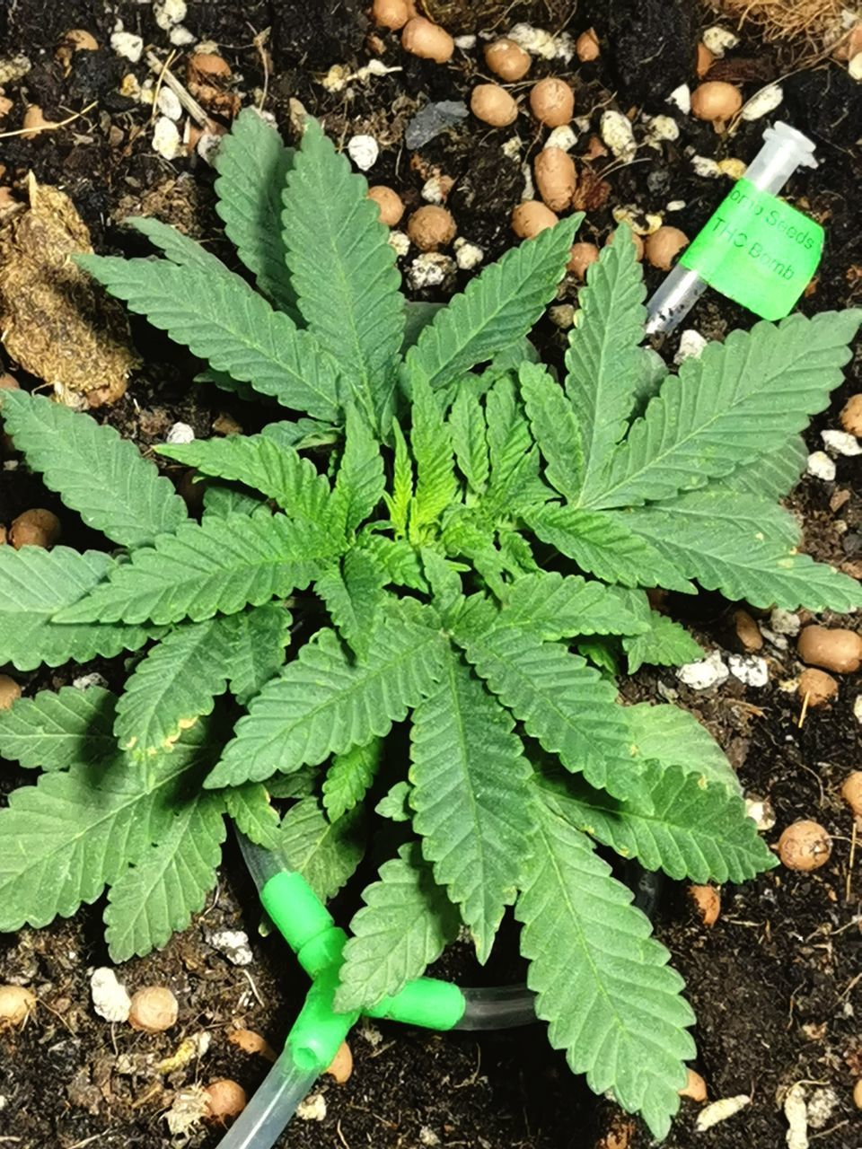 HIGH ANGLE VIEW OF FRESH GREEN PLANTS ON FIELD