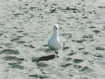 Seagull flying over white background