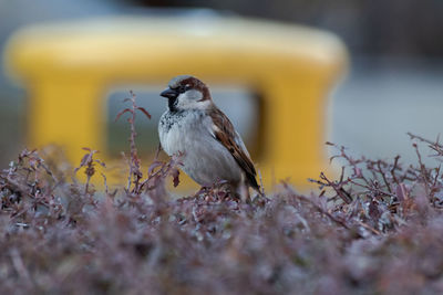 Close-up of bird perching on a field