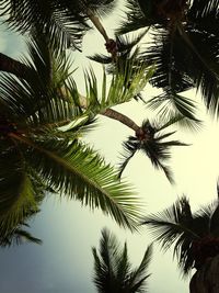 Low angle view of palm trees