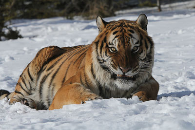 Portrait of tiger lying on snow