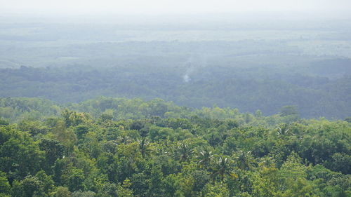 High angle view of trees in forest