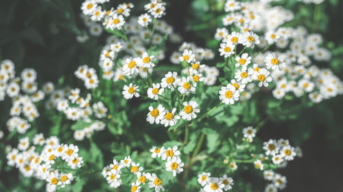 Close-up of yellow flowering plants