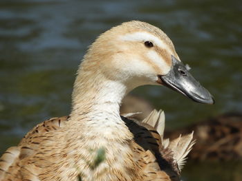 Close-up of a bird against blurred background