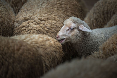 High angle view of sheep