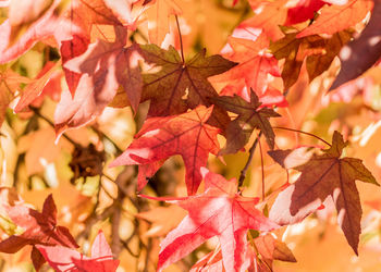 Close-up of maple leaves on tree