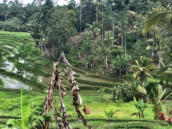 Scenic view of trees growing on field