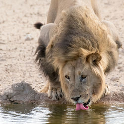 Lion drinking water in lake at zoo