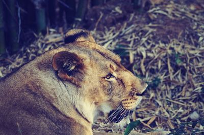 Close-up of lion relaxing outdoors