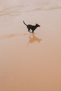 Dog running on beach