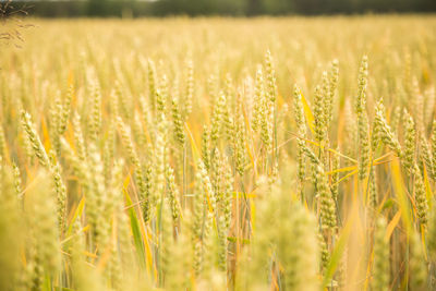 Beautiful wheat field close-up, soon getting ripe. farm field in summer.