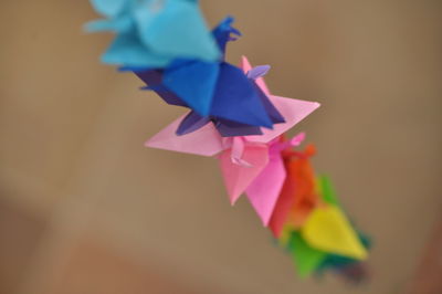 Close-up of flowers