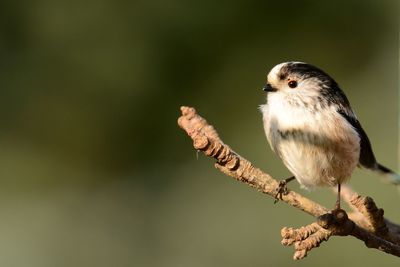 Close-up of bird perching on tree