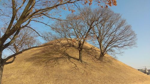 Low angle view of bare tree against clear sky