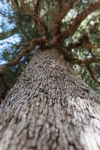 Low angle view of tree trunk