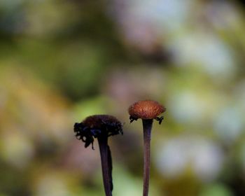 Close-up of plant outdoors