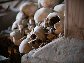 Close-up of human skull