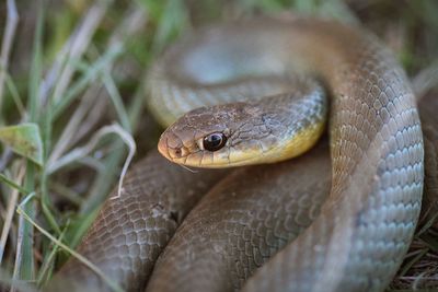 Close-up of snake