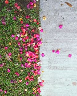 Close-up of pink flowers
