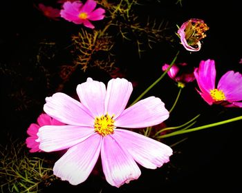 Close-up of pink flower