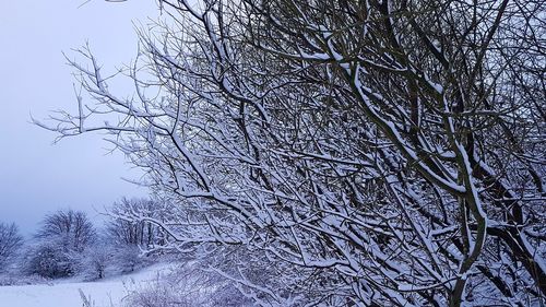 Bare tree on snow covered landscape