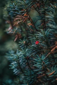 Close-up of christmas tree