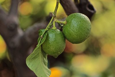 Close-up of fruits growing on tree