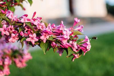 Close-up of pink flowering plant