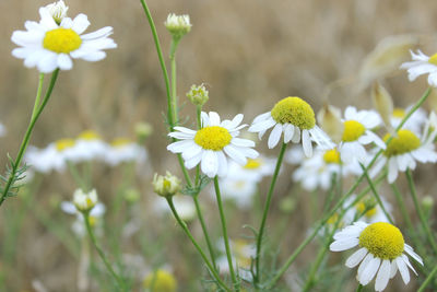 Close-up of fresh yellow flowers blooming in field