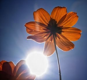 Low angle view of flower against sky