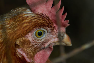 Close-up of rooster