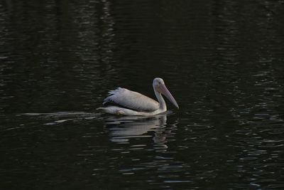 Duck swimming in lake