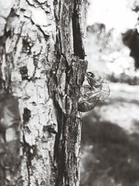 Close-up of bird on tree trunk