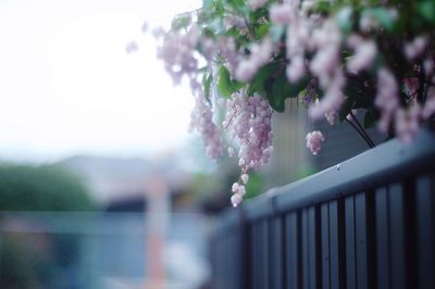 Close-up of cherry blossom against sky