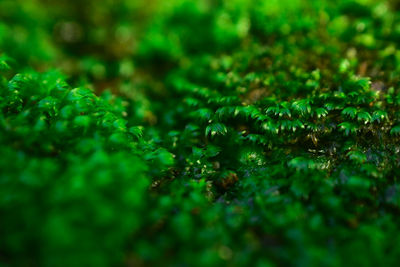 Full frame shot of plants growing on field